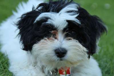 狗 小狗 可爱的 家畜 年轻的狗 动物肖像 Malti-Poo