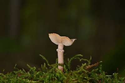 蘑菇 光盘真菌 苔藓 森林 自然 森林地面 真菌科学