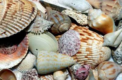 海贝壳 壳 海滩贝壳 模式 设计 集电极 海洋 自然 贝壳