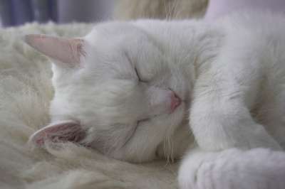 猫 白色的 宠物 动物 毛皮 甜的 睡觉 肖像 灰色的睡眠