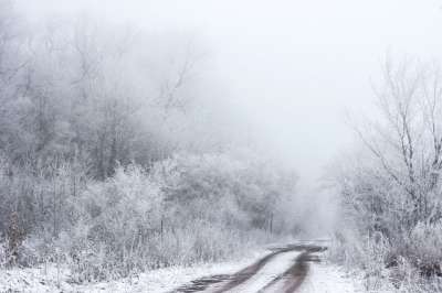自然 景观 旅行 冒险 雪 冬天 寒冷的 天气 树木 森林