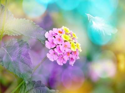 花 开花 敞篷玫瑰 春天 问候卡 散景