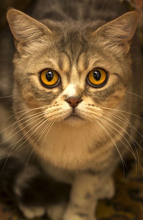 猫 眼睛 纵向 猫眼 宠物 动物 视线 猫的眼睛 视图 毛皮