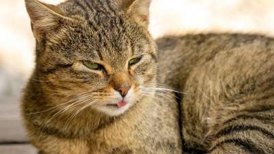 猫 猫科动物 宠物 动物 国内的猫