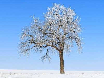 树 霜 冬天 冰淇淋 雪 冰冷的 寒冷的 冬季景观 冻结 太阳