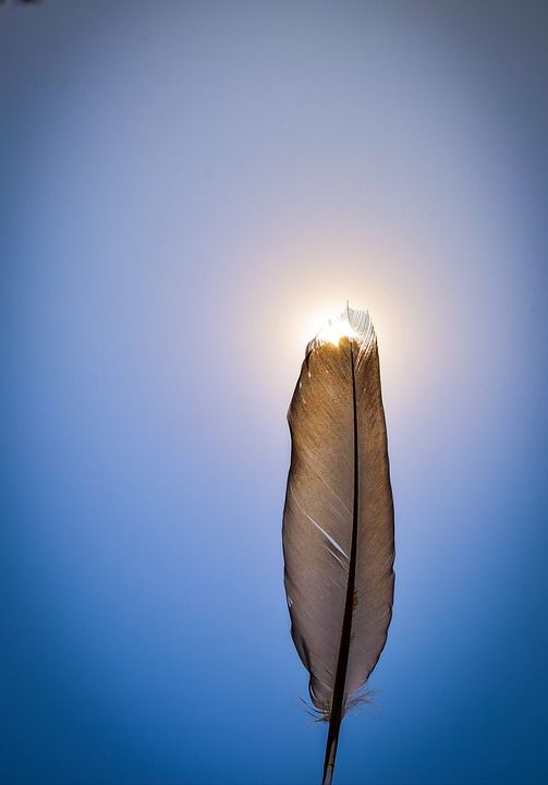 手机壁纸 太阳耀斑 高清 自然 肖像 移动的 墙纸 羽毛 爱