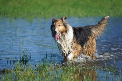 牧羊犬 苏格兰 灵犬莱西 水 游戏 运气