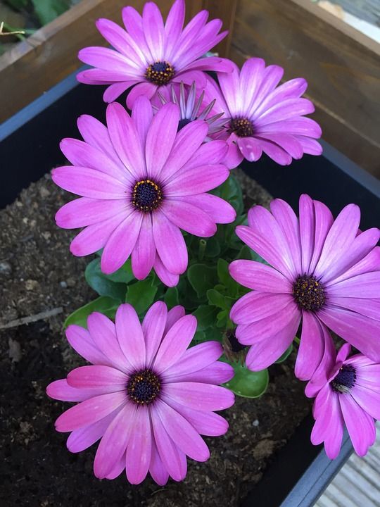 Osteospemum 花朵 工厂 花 植物 自然 花园 园林植物