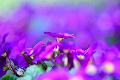 报春花 花 春天 自然 花园 紫色 品红 植物 开花