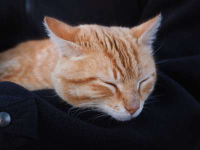 猫 红色的 红猫 家猫 小猫 红虎斑 亲爱的 睡觉 轻松