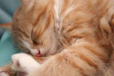 小猫 猫宝宝 猫 年轻的猫 家畜 可爱的 幼兽 肖像 家猫