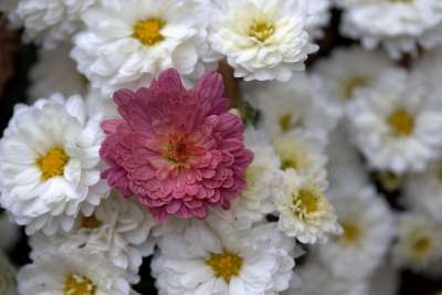 菊花 Tufanica 花 白色的 红色的 花园 性质 秋天