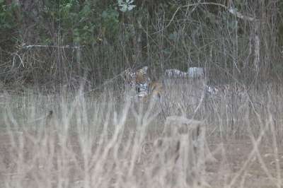 老虎在印度 老虎 印度虎 捕食者 野猫 危险的 雄伟 印度人