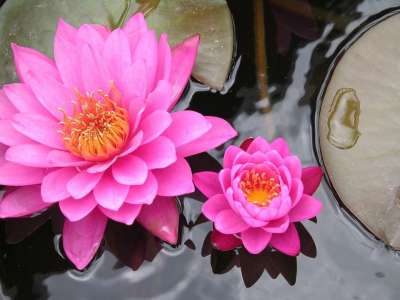 蕸 花 粉色的 水 自然 池塘 植物 百合 盛开 叶子 花园