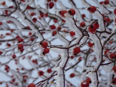 玫瑰果 冰冷的 雪 植物 红色的 冰淇淋 衬套 心轴 棘手的