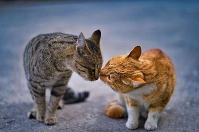 猫 户外 宠物 动物 伊朗 德黑兰 波斯猫 哺乳动物 猫科动物