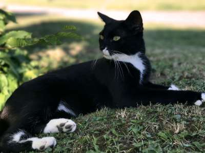猫 黑色的 黑猫 家畜 动物 猫眼 年轻的猫 黑白猫 俏皮的