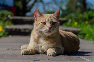 猫 红色的 太阳 红猫 小猫 家猫 阳光明媚 鲭鱼
