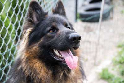 狗 牧羊犬 德国牧羊犬 动物 头发 牙齿 阿尔萨斯语 朋友 毛皮
