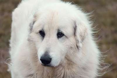 比利牛斯山犬 狗 宠物 犬类 动物 毛皮 鼻子 哺乳动物 狗肖像