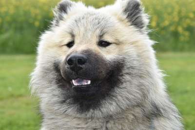 狗 狗Eurasier 狗北欧比赛 原始的种族 狗的奥拉夫的蓝色