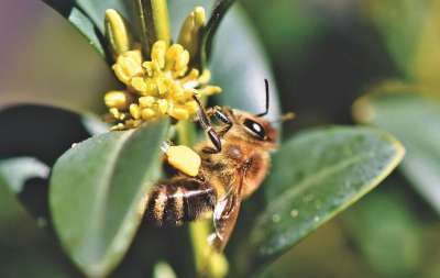 蜜蜂 开花 昆虫 养蜂业 蜜糖 蜂窝 养蜂 蜂蜜生产 飞行