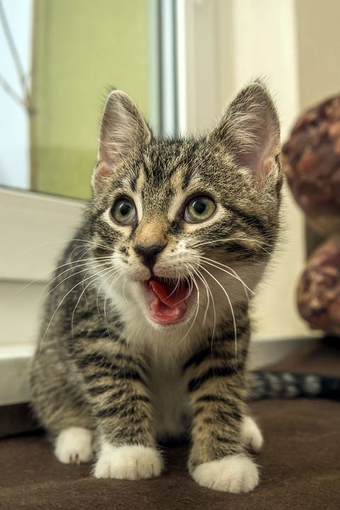 宿醉 小的 鲭鱼 小猫 家猫 家畜 可爱的 猫 猫宝宝 愤怒