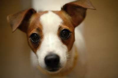 杰克罗素Terier 狗 婊子 梗犬 动物 可爱的 鼻子 甜的