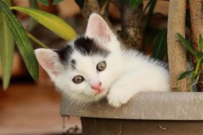 猫 小猫 宠物 年轻的猫 动物 国内的 猫科动物 可爱的 花盆