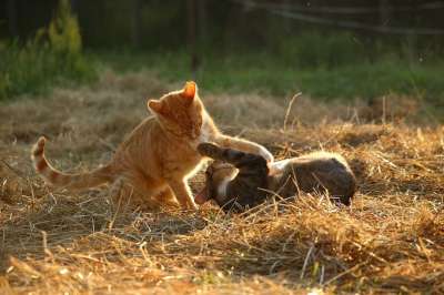 猫 小猫 鲭鱼 游戏 稻草 夏天 暮光