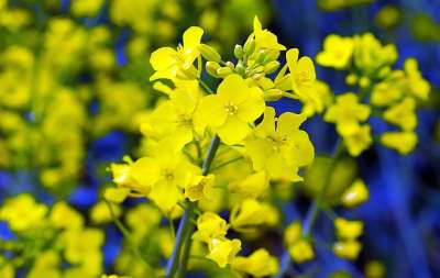 油菜 开花 黄色 场地 春天 庄稼 关闭 油菜 油菜 油菜