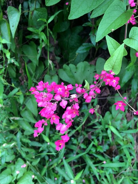 老虎 花朵 粉色的 自然 粉红色的花朵 特写 盛开