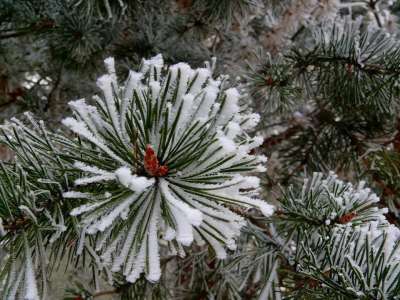 冬天 雪 树 圣诞节 新的 年 枝杈 霜 针 灰色新闻