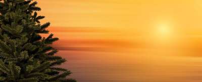 枞树 圣诞节 日落 圣诞树 冬天 景观 天堂 现场 气氛