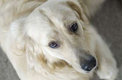 金的 黄金猎犬 毛茸茸的 小狗 闭嘴 狗 动物 白色的 宠物