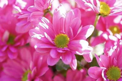 玛格丽特 粉色的 花 开花 花园 自然 春天 盛开 花瓣 宏