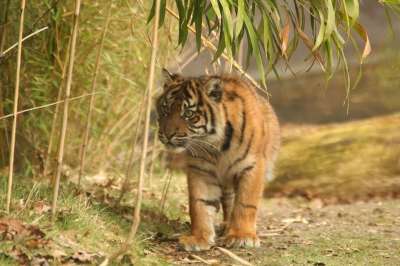 动物园 捕食者 大猫 狮子 野猫 食肉动物 动物 危险的