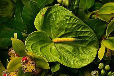 红掌 花 蕊 植物 绿色