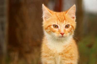 猫 小猫 草 猫宝宝 红猫 年轻的猫 红虎斑