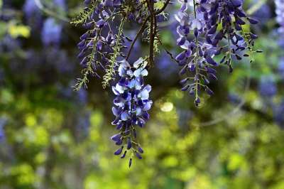 紫藤 灌木 花 藤蔓 乔木 花瓣 春天 花园 紫藤 紫藤