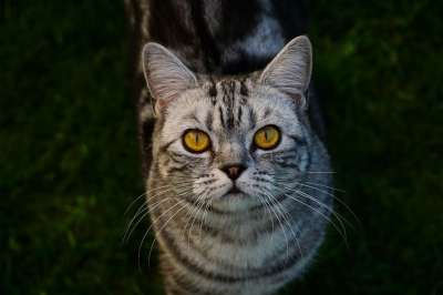 猫 英国短毛猫 家猫 短发 品种猫 野生动物 猫眼 肖像 纯种
