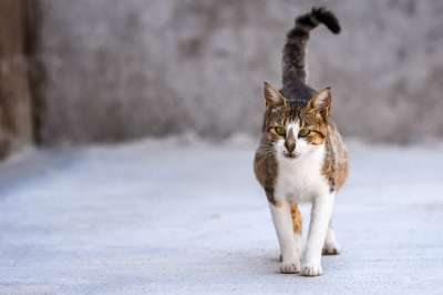 猫 动物 可爱的 宠物 小猫 国内的 有趣的 基蒂 灰色的