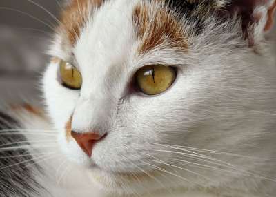 猫 动物 白色的 斑 家猫 猫眼 家畜 眼睛 手表 放松