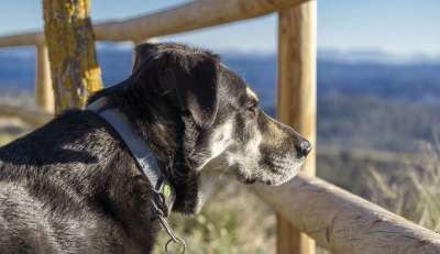 动物 狗 吉祥物 犬类 看门狗 女性 年轻 哺乳动物 黑色的