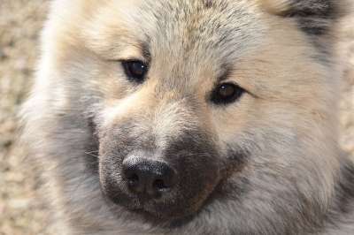 狗 年轻的狗 狗的奥拉夫的蓝色 狗Eurasier