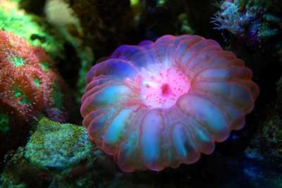 珊瑚 礁 海 水下 水 海洋 异国情调 动物 生活 水族馆