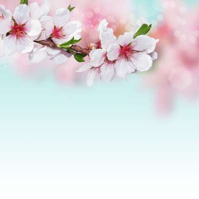 背景图片 杏仁花 开花 粉色的 自然 花枝 问候卡 散景 花的