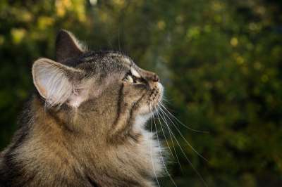 猫 挪威森林猫 家猫 可爱的 毛皮 细心 家畜 动物 亲爱的