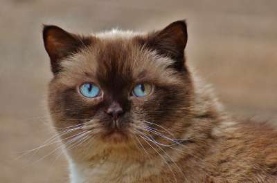 猫 英国短毛猫 蓝眼睛 毛皮 棕色的 浅褐色的 可爱的