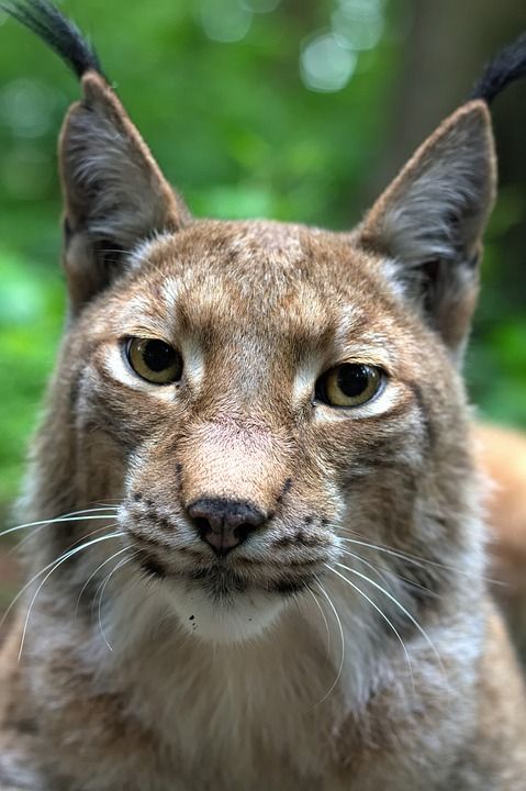 猞猁 猫 猫科 哺乳动物 Eurasischer 猞猁 食肉动物